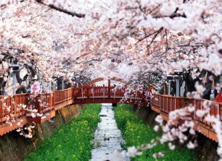 Tại sao du lịch Hàn Quốc vào mùa Xuân mà không phải mùa khác?