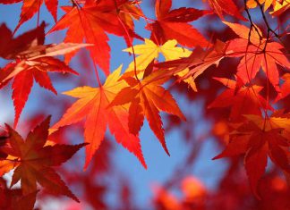 Những điều khách du lịch chưa biết về cây lá đỏ ở Nhật Bản