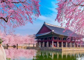 Hoa Anh Đào – Biểu tượng thu hút khách đến với Hàn Quốc