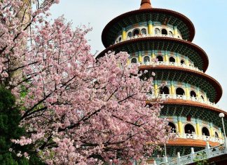 Kinh nghiệm du lịch Đài Loan mùa hoa Anh Đào chi tiết nhất từ A đến Z