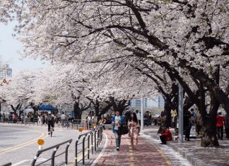 Du lịch Hàn Quốc ngắm hoa Anh Đào ở đâu?