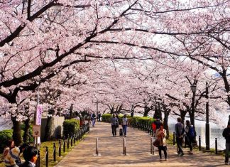 Du lịch Nhật Bản mùa hoa Anh Đào nở rộ ở Hokkaido
