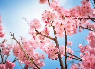 Mùa hoa Anh Đào bạn đã thử món Mochi Sakura chưa?